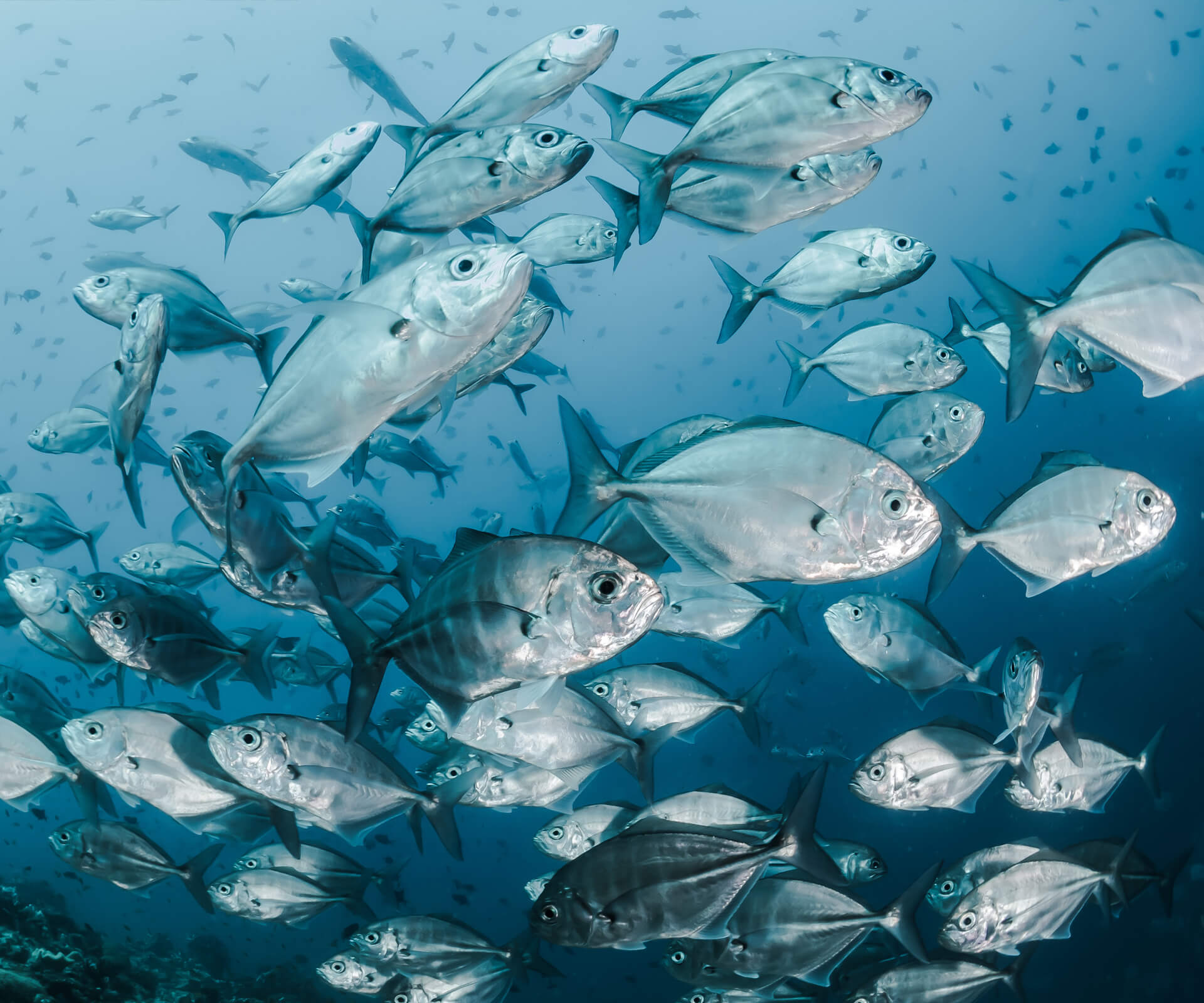 Gastronomixs start partnership met Good Fish